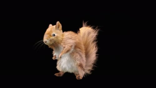 Realistic Animated Squirrel Looking Around on Transparent Background