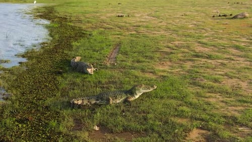 Crocodiles in Sri Lanka