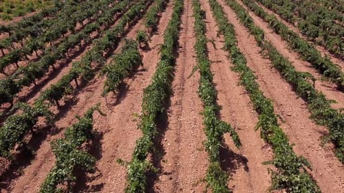 Rows of vineyard on field in countryside
