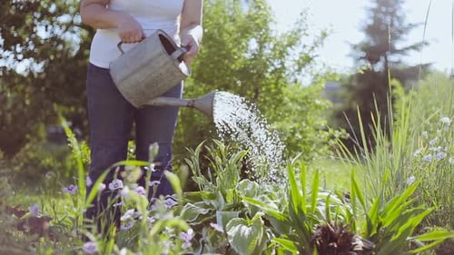 Woman Waters Plants in Garden with Watering Can