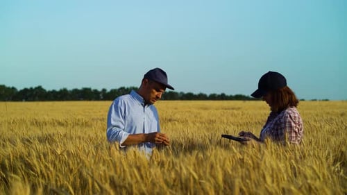 Team of Agronomists Working in Field and Checking Ripeness of Wheat