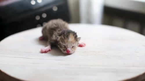 Tiny Newborn Kitten Sleeping Peacefully Indoors
