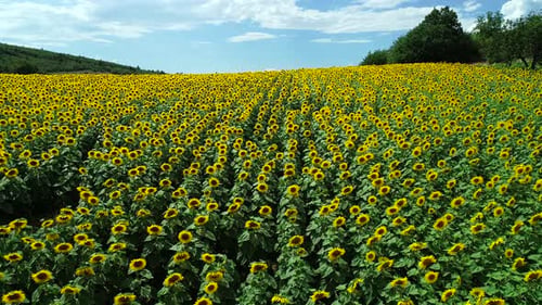 Sonnenblumen aus der Luftaufnahme