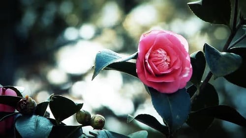 Pink Rose in the Garden.