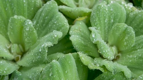 Water Drops on Plant Leaves. From Above Closeup Leaves of Green Plant with Drops of Clean Fresh