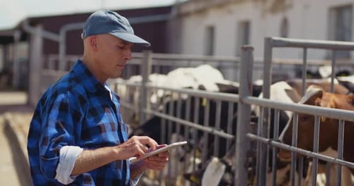 Farmer Using Digital Tablet While Looking at Cows