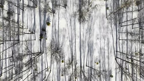 Paisaje de bosque de invierno y puesta de sol, nieve, árboles de invierno, hermosa naturaleza, vista aérea