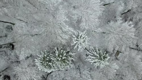 Beautiful Forest Winter Snow Trees Background