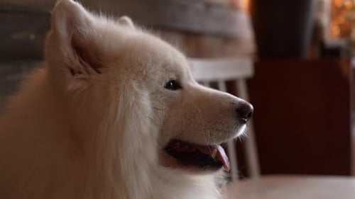Hermoso perro blanco de raza Samoyedo respira con la lengua sobresaliendo.