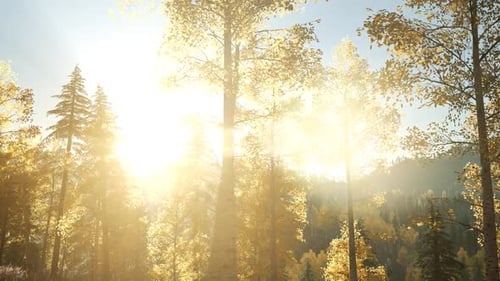 Sonnenstrahlen durch Bäume