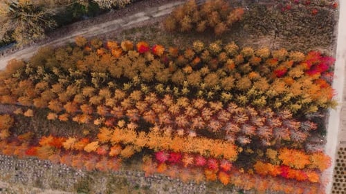 Herbstlicher Wald