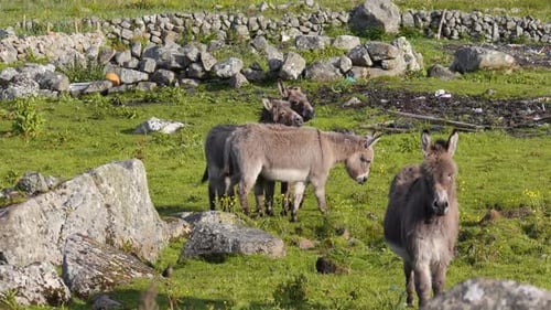 Fluffy Donkeys Grazing Peacefully in Grassy Field
