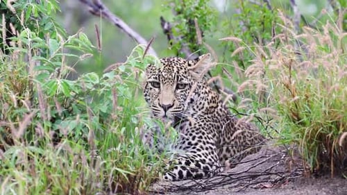 Léopard allongé immobile puis regardant la caméra Sabi Sands Game Reserve en Afrique du Sud