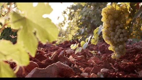 Juicy grapes hanging in green foliage in vineyard