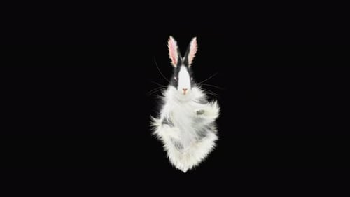 Animated Fluffy Rabbit Character Dancing and Waving