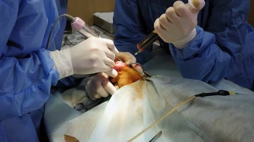 Surgery on the Paw of the Dog in Veterinary Clinic