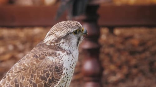 War Bird Falcon Adlerkopf Porträt trainierte fliegende Tiere Nahaufnahme