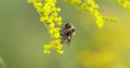 Shaggy Bumblebee Pollinating and Collects Nectar From the Yellow Flower of the Plant