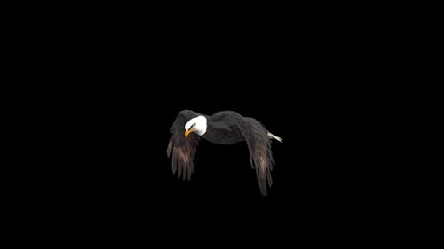 American Bald Eagle In Flight With Alpha Channel
