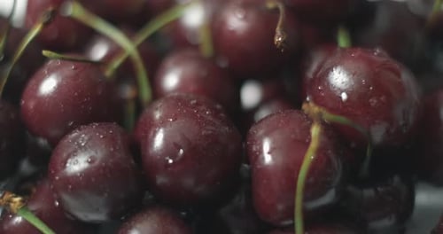Shiny Fresh Cherries with Water Droplets, Close Up