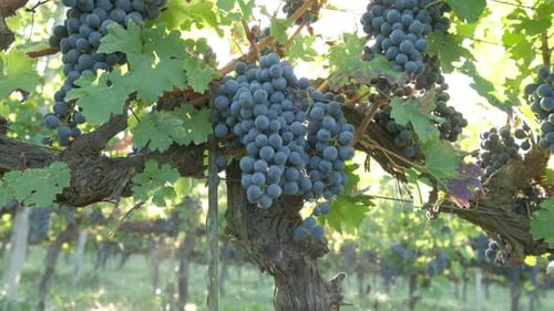 Red Vine Grapes Viticulture Field