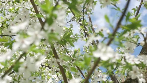 Springtime Blossoms on Tree Branches Under Blue Sky