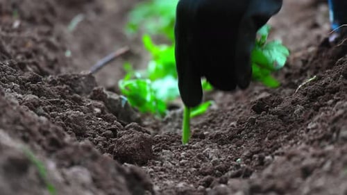 Planting Green Seedlings in Rich Soil