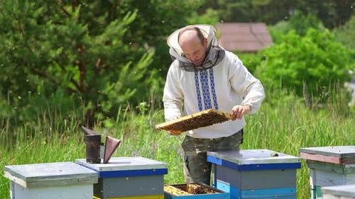 Beekeeper inspects frame with bees