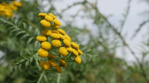 Yellow Flowers Swaying Gently in the Breeze