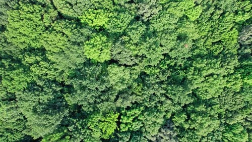 Beautiful Drone Aerial View of Tree Tops Rainforest