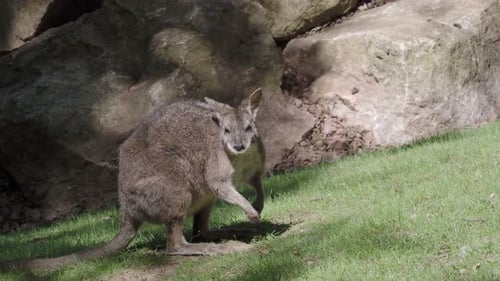 Swamp Wallaby frisst Gras, Wallabia bicolor ist eines der kleineren Kängurus.