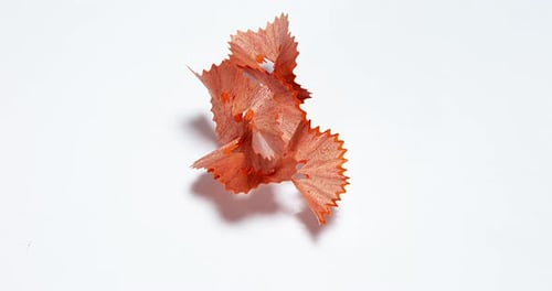 Orange Pencil Shavings Falling on White Background