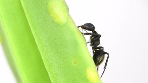 Closeup of a black ant feeding from a cochineal on a leaf. Daylight, macro shot. Side view. Approxim