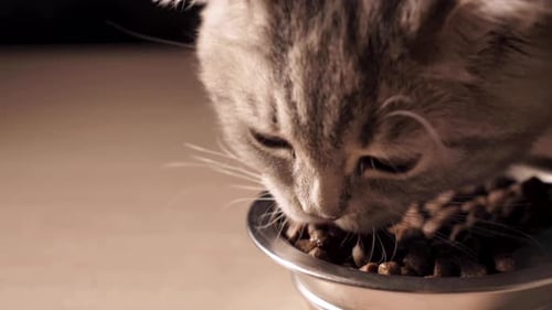 Close-up Of A Kitten Eating