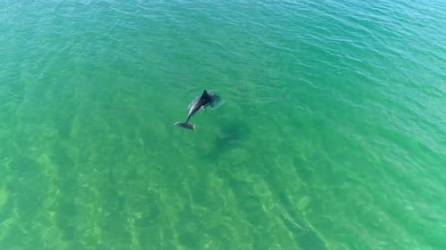 Aerial View Of Dolphin Fish