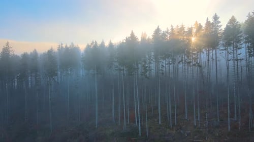 Aerial View of Brightly Illuminated with Sunlight Beams Foggy Dark Forest with Pine Trees at Autumn