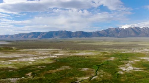 Cows Cattle Grazing on a Mountain Pasture Next the Lake Crowley