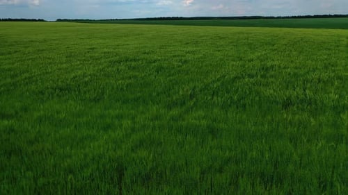 Green field