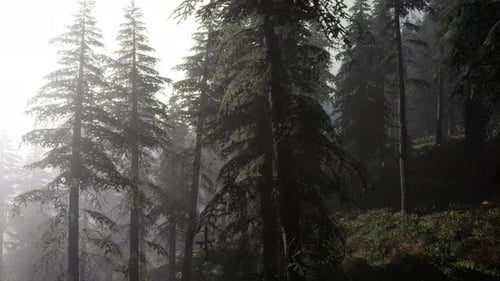 Calm Moody Forest in Misty Fog in the Morning