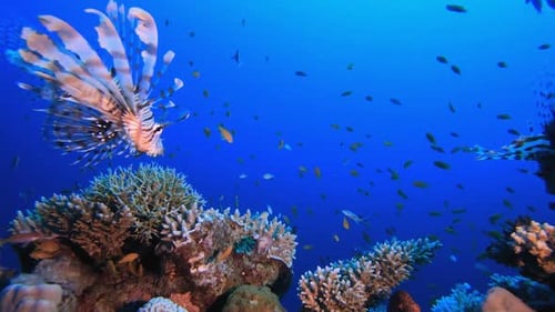 Vibrant Coral Reef Ecosystem with Lionfish and Groupers