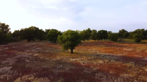 Grüne Eichen auf einem Feld mit rotem Gras