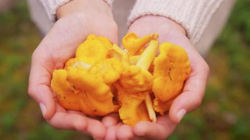 Close Up of Hands Holding Mushrooms in Forest