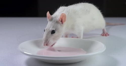 White Rat Drinking Pink Liquid from Bowl