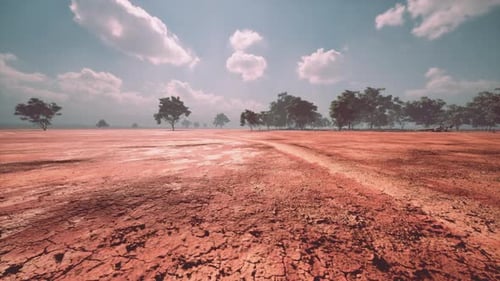 Desert Trees in Plains of Africa Under Clear Sky and Dry Floor