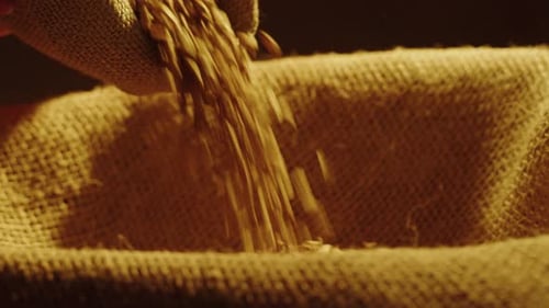 Dry Golden Wheat Closeup