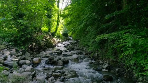 Trees and stream.