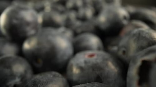 Blueberries 12