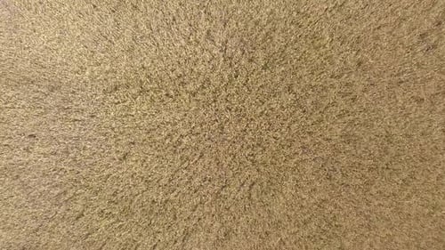 Wheat Field at Sunrise, Top View. Drone Shot: Ears of Wheat Swaying at the Wind at Sunny Morning