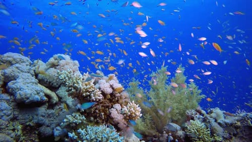 Escena de coral de arrecife submarino