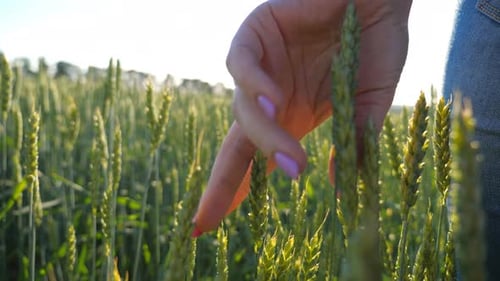 Close Up Hand of Young Woman Touching and Stroking Green Spikelet at Field. Unrecognizable Girl
